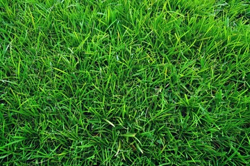 Vibrant close up of lush green bermuda young grass in a beautifully manicured lawn