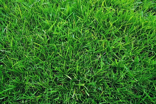 Vibrant close up of lush green bermuda young grass in a beautifully manicured lawn