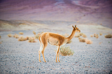 A vicuña in the Andes Mountains