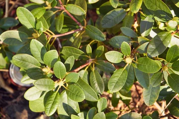 Fototapeten Azalee rododendron  © Marcin Łazarczyk