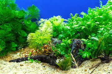 Underwater landscape nature forest style aquarium tank with a variety of aquatic plants, stones and...