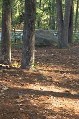 Sunlight streaming through the woods