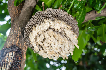 Wasp's nest or hexagonal decorative design on tree.