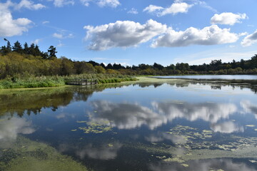 Reflection on the lake on a summer's day, Saanich, Vancouver Island, Canada