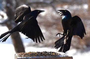 Blackbirds at the feeder, Sainte-Apolline, Québec, Canada