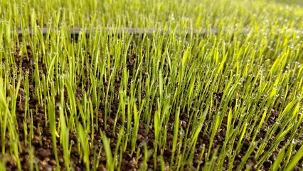 朝露に濡れる稲