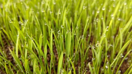 朝露に濡れる稲