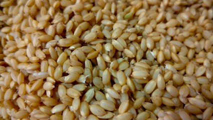 催芽米の種もみ