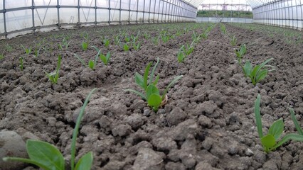 本葉が出たホウレンソウ