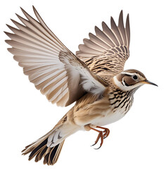 Skylark in flight on a transparent background.