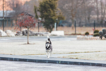 A monochromatic dog strolls elegantly across a desolate parking lot, its contrasting coat standing...
