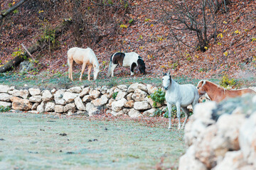 A herd of goats peacefully grazing on lush green grass next to a weathered rock wall