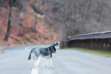 A lone black and white dog stands confidently by the side of a deserted road, looking into the...