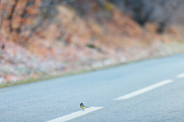 A small bird perched on the edge of a road, observing its surroundings with curiosity and vigilance