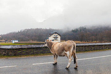 A magnificent cow gracefully walks down the road, unfazed by the pouring rain, displaying a serene...