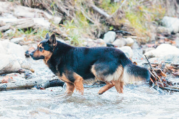 A peaceful scene unfolds as a black and brown dog gracefully walks across the tranquil river,...
