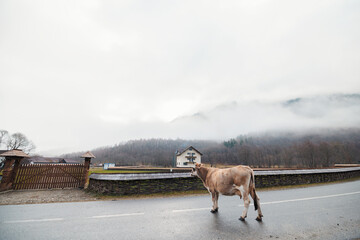 A majestic brown horse stands gracefully on the side of a winding road, its mane gently blowing in...