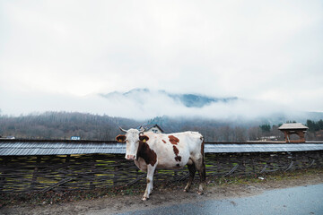 A majestic cow with a sleek black and white coat standing gracefully on the side of a quiet road,...