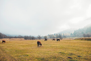 A herd of cattle stands gracefully on a lush green field, their silhouettes blending with the...