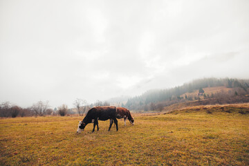 Two elegant horses peacefully grazing in a lush field, framed by majestic mountains in the...