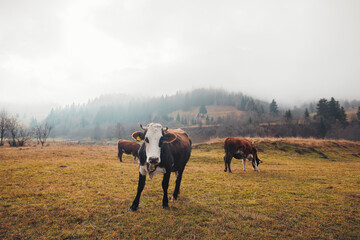 A pair of cows confidently stand on a lush green field, their curious gazes directed towards the...