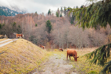A majestic herd of cattle peacefully grazing on a lush green hillside under the warm sun, creating...