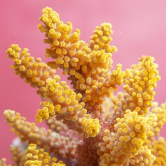 yellow corals on a pink background. - obrazy, fototapety, plakaty