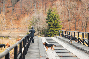 A man is joyfully cycling across a bridge while two dogs run alongside him. The sunny day adds vibrancy to their outdoor adventure