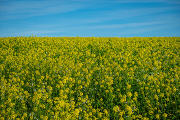 Yellow blooming canola field with blue sky scenery