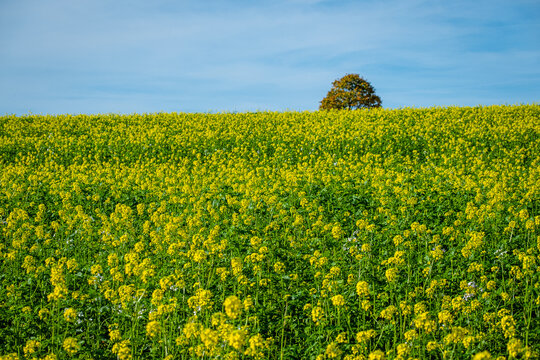 Colza field with yellow bloosoming and a tree landscape