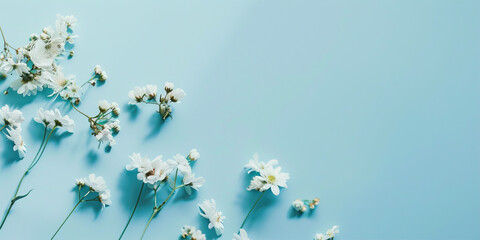 White flowers on a blue background
