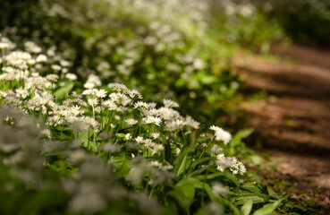 Wiosenne kwiaty - Czosnek Niedźwiedzi. 
 Allium ursinum. - obrazy, fototapety, plakaty