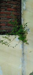 Wild plants on the walls