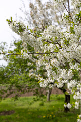 Blooming fruit trees in spring garden