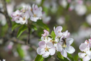 Blooming fruit trees in spring garden