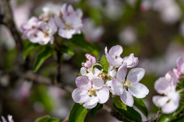 Naklejka na ściany i meble Blooming fruit trees in spring garden