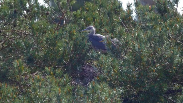 juvenile grey heron shifts in tree top heronry nest, in sunshine