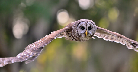 owl in flight