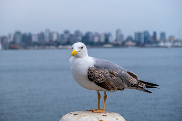 Seagull on the pier