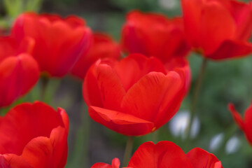 Red tulips in the spring park