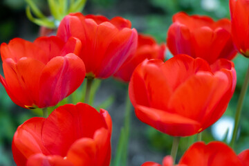 Red tulips in the spring park