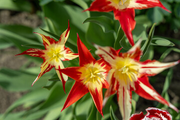 Fototapeta premium Red tulips in the spring park