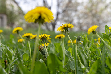 Yellow dandelions in spring
