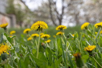 Yellow dandelions in spring