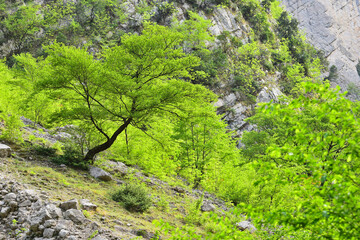 Albero particolare piegato su dirupo durante la primavera tra vegetazione e rocce in montagna