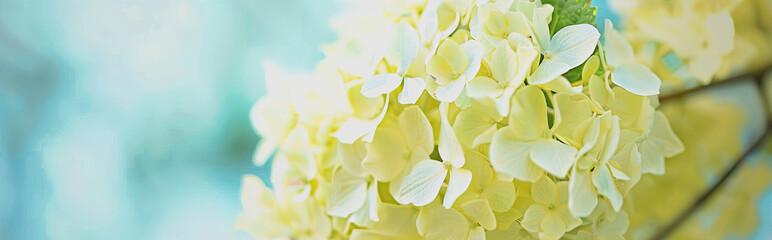 Yellow flowers on a blue background close up
