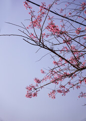 Woody branches with cherry blossoms against background of clear spring blue sky