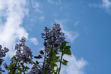 purple flowers in clusters like bells, of the paulownia plant, with fast growth, broad leaves. It is classified as a plant that absorbs a lot of CO2 and pollutants.