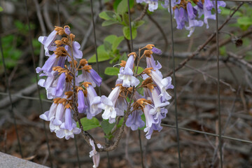 purple flowers in clusters like bells, of the paulownia plant, with fast growth, broad leaves. It...