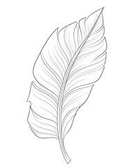 Banana leaf, Hand drawn wedding card